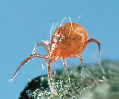 Biological Pest Control Lady Bugs
