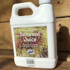 Seaweed Juice